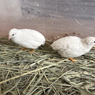 ヒメウズラ　オス　2匹　シロヒメ　1歳