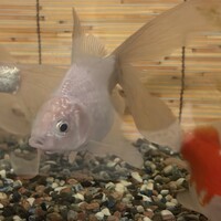 金魚