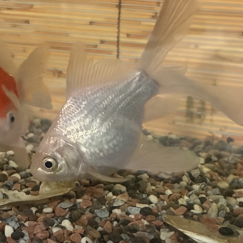 金魚のカバー写真