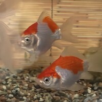 金魚