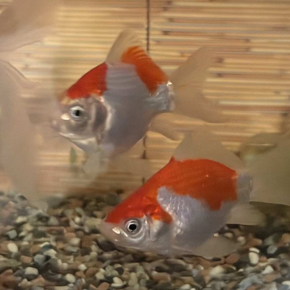 金魚のカバー写真