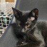 黒猫の仔猫2匹 サムネイル4