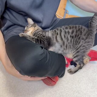 世界一甘えん坊　1歳のキジくん(3本足でも超元気！