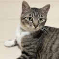 小柄で子猫みたいなリリ♡すぐヘソ天しちゃいます♡