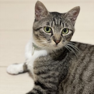 小柄で子猫みたいなリリ♡すぐヘソ天しちゃいます♡