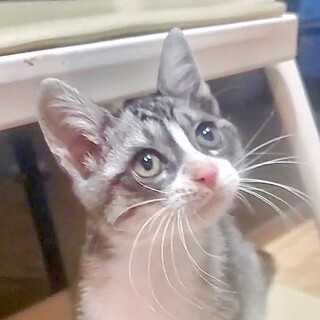 とにかく人懐こくて元気な甘え子のメロン姫