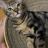 甘えんぼ男子♡抱っこなでなでLOVE☆コロちゃん サムネイル5