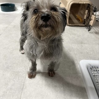 元気いっぱい１５歳！とにかく可愛いシニア犬