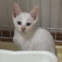 笹かま猫ブルーアイ　ダイヤくん