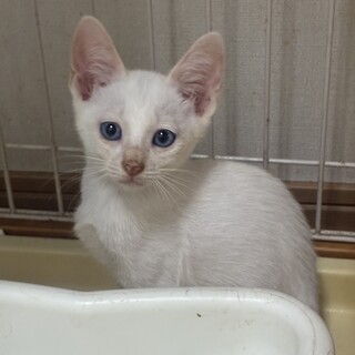 笹かま猫ブルーアイ　ダイヤくん