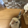 はるちゃんけんちゃん