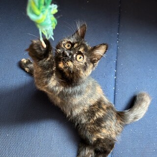 大怪我を乗り越えたフワフワ子猫のふわりちゃんです