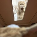 むぎ 3歳オス 里親募集