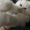 大佐 1歳オス 里親募集