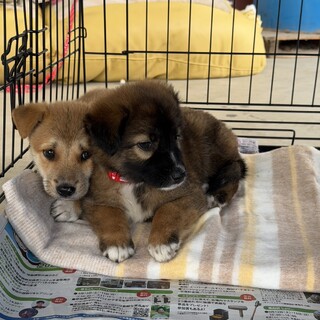 可愛い子犬の姉妹
