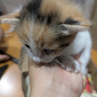 生後３週間の三毛猫です