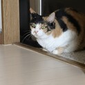 三毛猫の里親募集