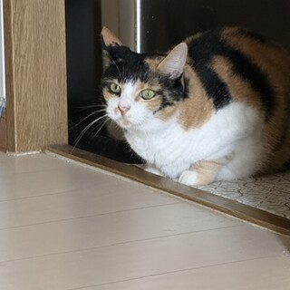 三毛猫の里親募集