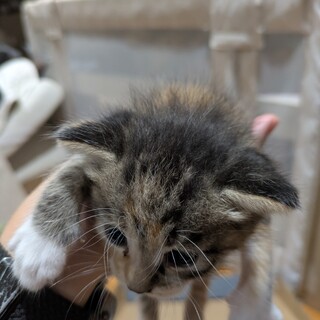 生後３週間の三毛猫です