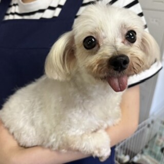 新しい家族を募集します！