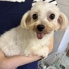 新しい家族を募集します！