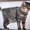 甘えん坊で遊ぶの大好きなキジトラ男子、なかじきくん