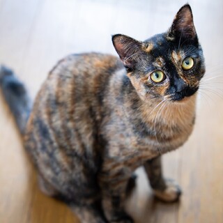 キュートなサビ柄女子、わらじちゃん