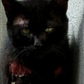 緊急！大怪我をしている外猫を助けて下さい！
