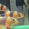 クラウンローチ3匹 サムネイル2
