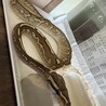 しょちゃ丸