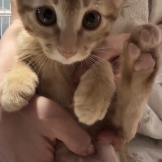 可愛いすぎ茶トラくん　3ヶ月　男の子