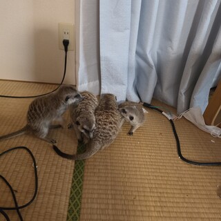 希望者多数の為、受付終了 ミーアキャット4頭 