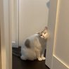 Nyansan_Torazi_Bon