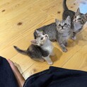 可愛い美人三毛猫珍しい柄です
