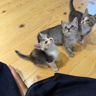 可愛い美人三毛猫珍しい柄です