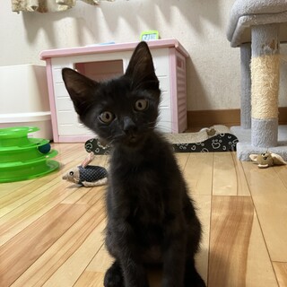 ふわふわ中毛　黒猫ネロくん