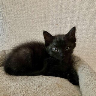ふわふわ中毛　黒猫　ルナちゃん