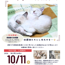 つちねこ譲渡会