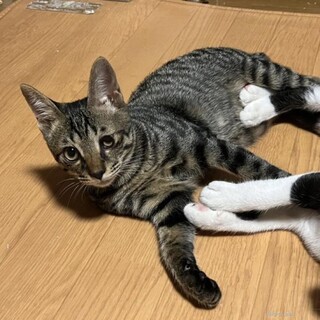 膝の上が大好き♡超甘えん坊こたろう