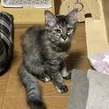 シャイだけど甘えん坊♡おしゃべりまきちゃん