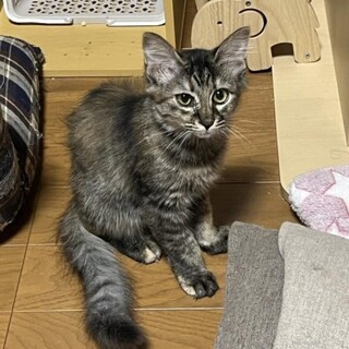 シャイだけど甘えん坊♡おしゃべりまきちゃん
