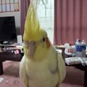 オカメインコ2羽引っ越しのため里親募集