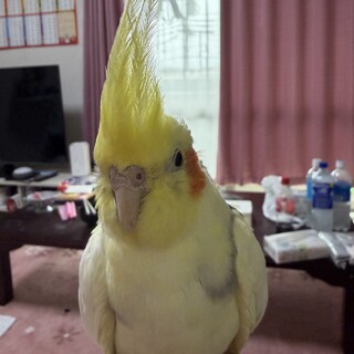 オカメインコ2羽引っ越しのため里親募集