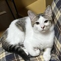 穏やかな　しらたまちゃん