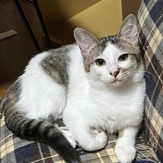 穏やかな　しらたまちゃん