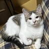 穏やかな　しらたまちゃん