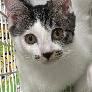 エピちゃん4ヶ月女の子保護猫