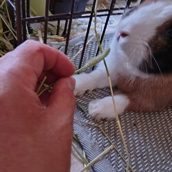 イエンくん動きます！！