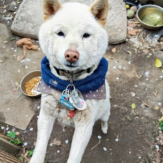 白柴犬