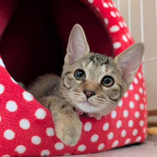 【9/20⭐️泉大津にて譲渡会】参加猫きぬちゃん